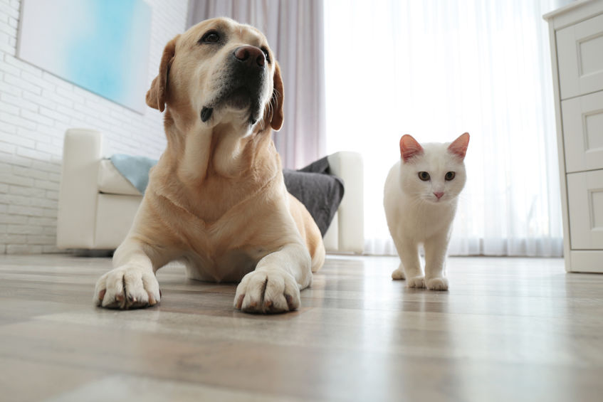 Adorable cat with dog together on floor at home
